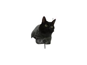Saco Bolsa Banho Para Gato Segura, tosa - Cinza