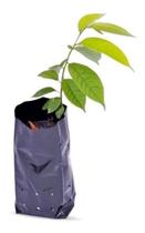 Saco Plástico Para Mudas 15 X 24 X 08 Cm Preto 500 Unidades