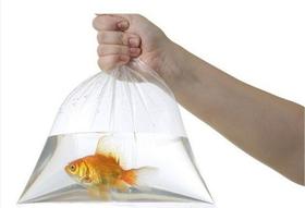 Saco Plástico PEBD (polietileno) Transparente 35x45x0,06 - 1KG