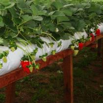 Saco Slab 0,33 X 1,60 - Plantio de Morango - tomate - pimentão PACOTE C/ 50 UNIDADES - AMC TELAS AGRICOLAS
