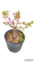 Sakura rosa bonsai 7 anos c vaso cerejeira japonesa - Quintal do bonsai