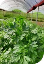 Salsa Stella Lisa - 50gr de Sementes