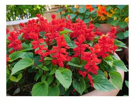 Sálvia Bola de Fogo Vermelha - 100mg de Sementes