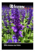 Salvia Farinacea Azul Vitoria - 100mg de Sementes - Cultivo o Ano todo