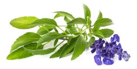 Sálvia Farinácea Azul Vitória 100mg de Sementes Sálvia Farinácea Azul Vitória 100mg de Sementes