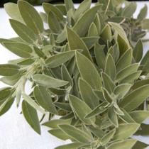 Salvia Officinallis Erva 100g