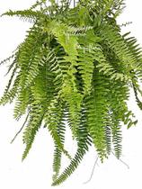 Samambaia Americana (nephrolepis Exaltata) Planta Natural