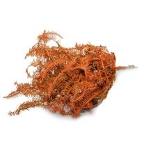 Samambaia Barranco Laranja Desidratado Samambaia Barranco Laranja Desidratado