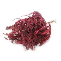 Samambaia Barranco Pink Desidratado