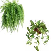 Samambaia e Jiboia manchada PLANTA natural COM VASO Samambaia e Jiboia manchada PLANTA natural COM VASO