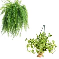 Samambaia e Peperomia Planta natural vaso de pendurar