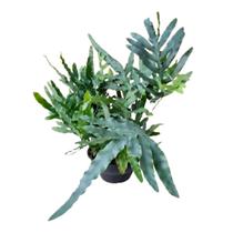 Samambaia Manto Azul Blue Star Planta Adulta Natural Samambaia Manto Azul Blue Star Planta Adulta Natural