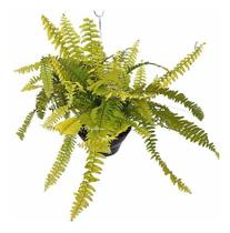 Samambaia Ouro - Nephrolepis Exaltata Gold - Planta Natural Samambaia Ouro - Nephrolepis Exaltata Gold - Planta Natural