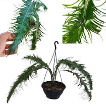Samambaia Rabo De Pavão Folhagem Pendente Cuia Planta Rara