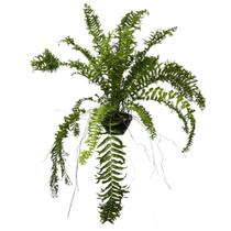 Samambaia Rabo de Peixe Grande Cuia 25 Pendente Enraizada Presente Jardim Garden