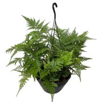 Samambaia Renda Francesa Cuia 21 Pendente Planta Rara Jardim Samambaia Renda Francesa Cuia 21 Pendente Planta Rara Jardim