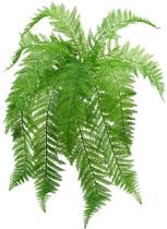 Samambaia Renda Portuguesa 68cm Folhagem Pendente