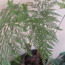 Samambaia renda portuguesa (davallia fejeensis)