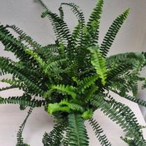 Samambaia saia de baiana ('nephrolepis exaltata 'bostoniensis'')