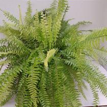 Samambaia tigre ('tiger fern') Samambaia tigre ('tiger fern')