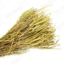 Samambaia Tres Andares Amarelo Flor Buque Flores Secas Samambaia Tres Andares Amarelo Flor Buque Flores Secas