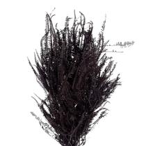 Samambaia Três Andares Azul Desidratado Samambaia Três Andares Azul Desidratado