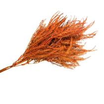 Samambaia Tres Andares Laranja Flor Buque Flores Secas