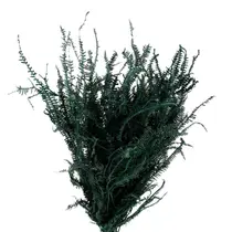 Samambaia Três Andares Verde Desidratado Samambaia Três Andares Verde Desidratado