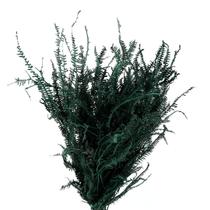 Samambaia Três Andares Verde Samambaia Três Andares Verde