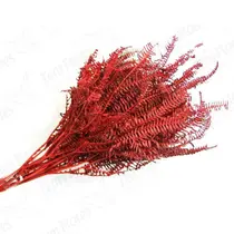 Samambaia Tres Andares Vermelho Flor Buque Flores Secas Samambaia Tres Andares Vermelho Flor Buque Flores Secas