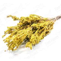 Samambaia Verde e Amarelo Natural Desidratado Samambaia Verde e Amarelo Natural Desidratado