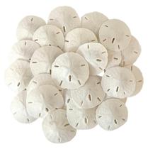 Sand Dollars Tumbler Home White, 5-6 cm, conjunto de 48 para artesanato