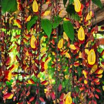 Sapatinho de Judia - Thunbergia mysorensis - Trepadeira Ornamental Exótica Sapatinho de Judia - Thunbergia mysorensis - Trepadeira Ornamental Exótica