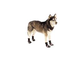 Sapatinho Sapato Cachorros Pet Ajustável Antiderrapante XG - Raça Pura
