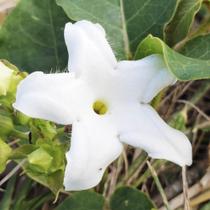 Schubertia grandiflora (Cipó de leite) - Sementes