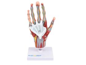 Sd-5027/c - mão muscular em tamanho real em 5 partes