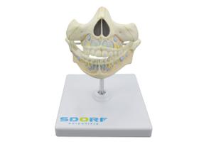 Sd-5059/i - dentição de leite