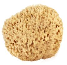 Sea Wool Sponge 6-7" (X-Large) por Bath & Shower Express Natural Renewable Resource!