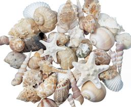 Seashells Tumbler Home, mistura de tamanho médio de brancos, castanhos e rosas Seashells Tumbler Home, mistura de tamanho médio de brancos, castanhos e rosas
