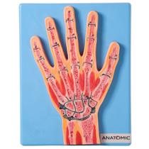 Secção Mediana da Articulação da Mão, Anatomia - ANATOMIC
