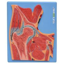 Secção Mediana da Articulação do Quadril, Anatomia - SDORF