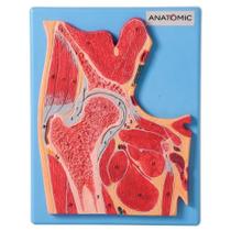 Secção Mediana da Articulação do Quadril Modelo Anatomia