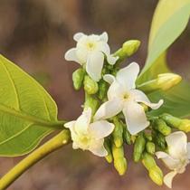 Secondatia densiflora - Sementes Secondatia densiflora - Sementes