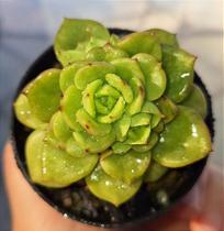 Sedeveria Holly - Muda de Suculenta em Vaso 06