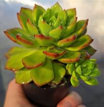 Sedeveria Letizia - Muda de Suculenta em Vaso 06