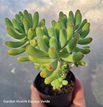 Sedum Alice Evans - Muda de Suculenta em Vaso 06 Sedum Alice Evans - Muda de Suculenta em Vaso 06