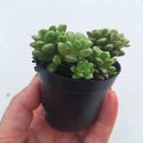 Sedum Little Gem - Muda de Suculenta em Vaso 06