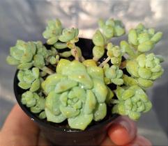 Sedum Perezdelarosae - Muda de Suculenta em Vaso 06