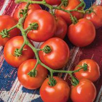 Seed Burpee 'Fourth of July' Hybrid Red Slicing Tomato 50