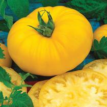 Seeds Burpee 'Sunny Boy' Hybrid Yellow Beefsteak Tomato